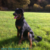 beauceron-net.de