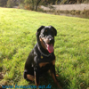 beauceron-net.de