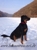 beauceron-net.de