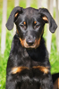 beauceron-net.de