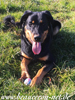 beauceron-net.de