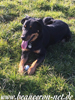 beauceron-net.de