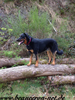 beauceron-net.de