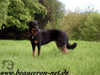 beauceron-net.de