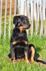 beauceron-net.de