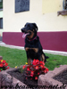 beauceron-net.de