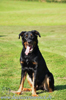 beauceron-net.de