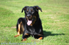 beauceron-net.de