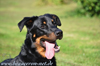 beauceron-net.de