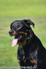 beauceron-net.de