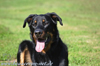 beauceron-net.de