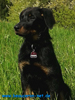 beauceron-net.de