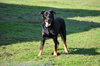 beauceron-net.de