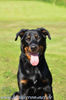 beauceron-net.de