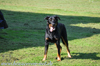 beauceron-net.de