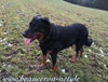 beauceron-net.de