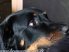 beauceron-net.de