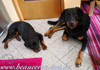 beauceron-net.de