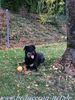 beauceron-net.de