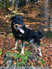 beauceron-net.de