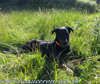 beauceron-net.de