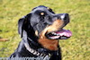 beauceron-net.de