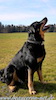 beauceron-net.de