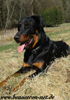 beauceron-net.de