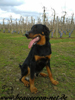 beauceron-net.de