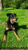 beauceron-net.de