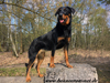 beauceron-net.de