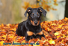 beauceron-net.de