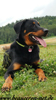 beauceron-net.de