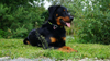 beauceron-net.de