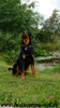 beauceron-net.de