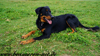 beauceron-net.de