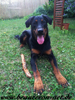 beauceron-net.de