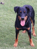 beauceron-net.de