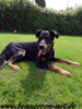 beauceron-net.de