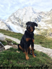 beauceron-net.de