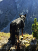 beauceron-net.de