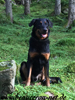 beauceron-net.de