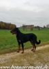 beauceron-net.de