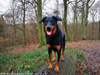 beauceron-net.de