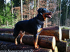 beauceron-net.de