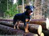 beauceron-net.de