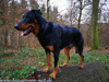 beauceron-net.de