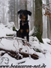 beauceron-net.de