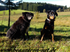 beauceron-net.de