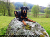 beauceron-net.de